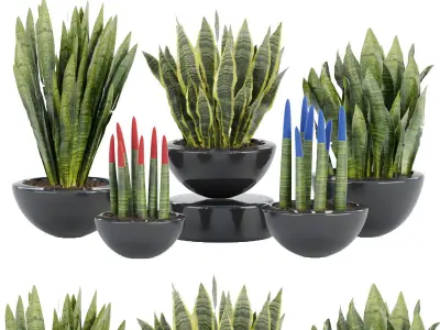 Indoor decorative plants collection