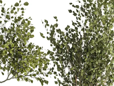 Set Of Beautiful Trees In Pots For Decoration 1331 3D model