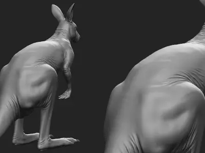 Kangaroo male 3D model