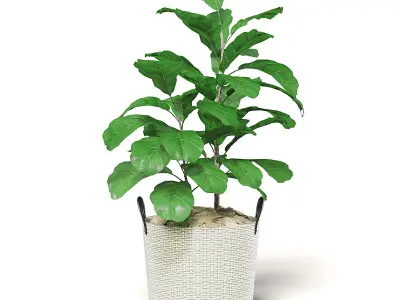 Fig Plant 3D Model in Wicker Basket 3D model