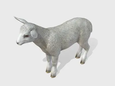 Lamb realistic Low-poly 3D model