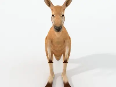 Kangaroo Low-poly 3D model