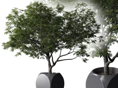 Plants Albizia 3D model