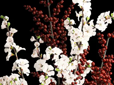 White sakura bouquet blossoming cherry branches Ilex 339 3D model
