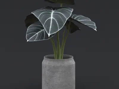 Interior Plants Pack 3D Model Collection