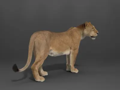 Female Lion Rigged VFX Grace 3D model