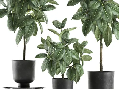 Ficus trees in a pot for the interior 850 3D model