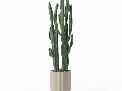 Euphorbia candelabrum cactus in modern flowerpot 3D model