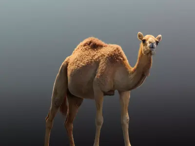 Camel Animated  3D model