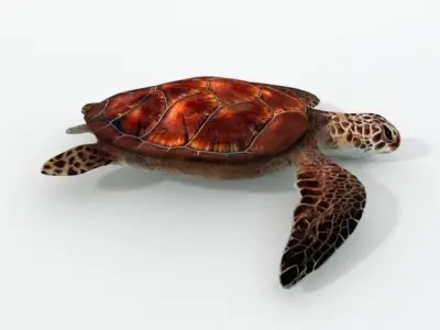 Green Turtle Low-poly 3D model