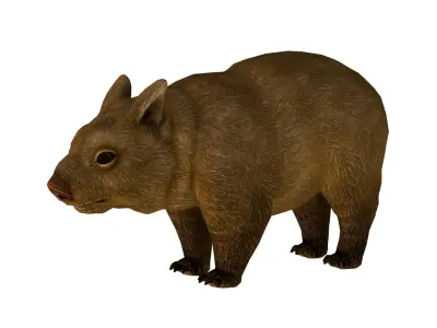 wombat rig  high-poly  textured 3D model