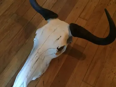 Wildebeeste Skull 3D model