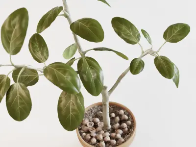 Ficus altissima 3D model