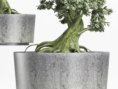 Plants Collection 148 Sageretia Theezans 3D model