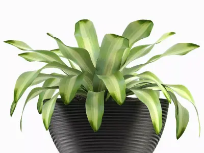 Exotic Plants Dracaena Flower 3D model