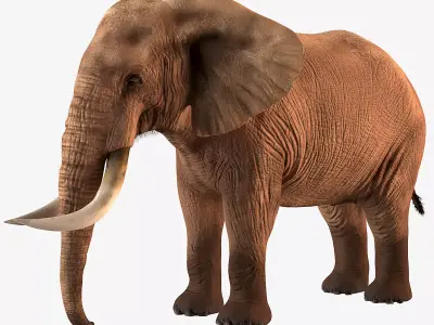 Elephant with tusks 3D model