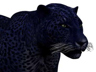 Black Panther Rigged 3D model
