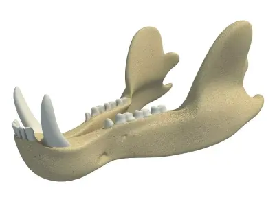 Bear Jaw Skull 3D model
