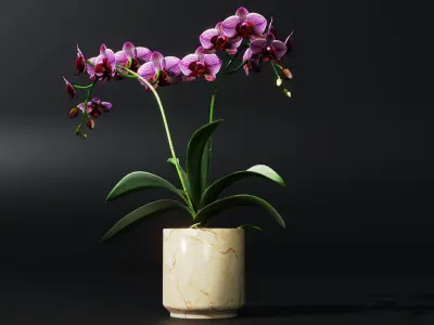 Orchid Low-poly 3D model
