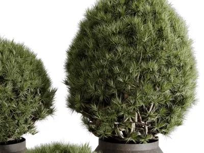  Topiary ball Pine - Outdoor Plants set 238 3D model