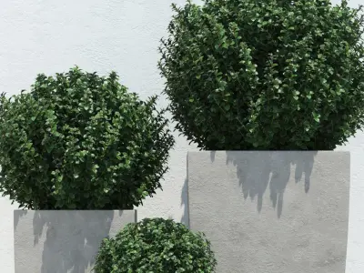 Plants boxwood bush in concrete planter 3D model