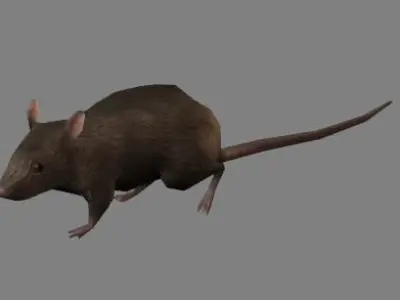Rat Animation - Game Ready- Low Poly Low-poly 3D model