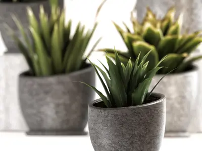 Collection of plants-001 3D model