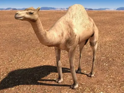 Arabian Camel Low-poly 3D model