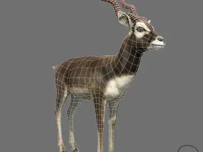 Blackbuck Antelope Low Poly Low-poly 3D model