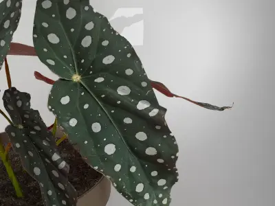 Begonia-maculata plant in vase 3D model