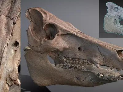 Photorealistic Wild Boar skull and a lower jaw Low-poly 3D model