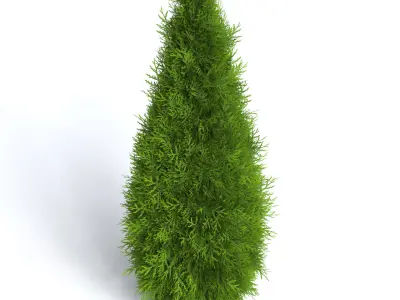 Thuja Shrub V 3D model