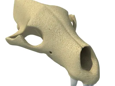Panda Skull  3D model