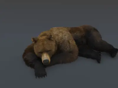 Brown Bear 3D model
