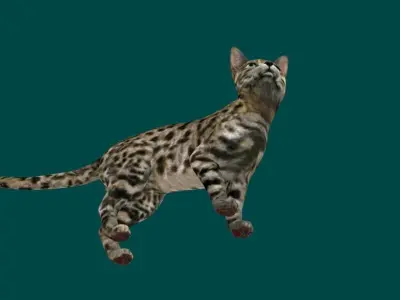 Black Spotted Cat 3D model