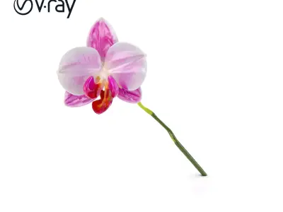 Orchid Flower D Model Pack Low-poly 3D model