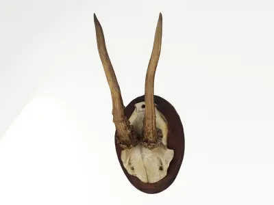 Deer Antler Collection 3D model