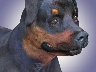 Rottweiler Dog Rig 3D model
