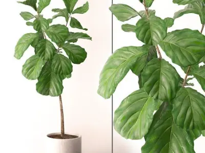 Ficus Lyrata 3D model