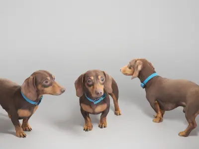 Dachshund dog 11 Low-poly 3D model