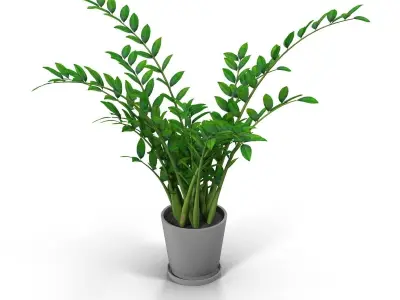 Zamioculcas plant in pot 3D model