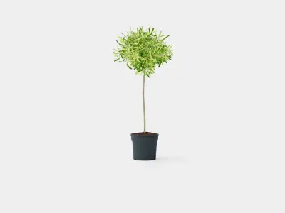 Olea europaea stem Low-poly 3D model