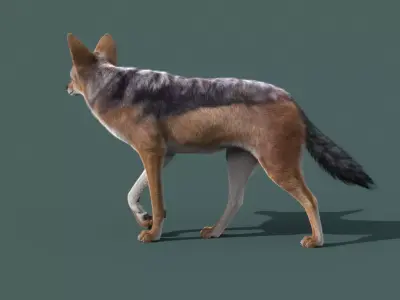 Black Backed Jackal Animated Xgen 3D model