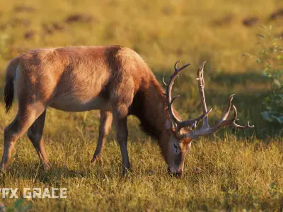 Male Deer with 5 Animations  VFX Grace 3D model