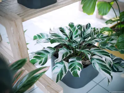 Maxtree Plant Models Vol 62 - Mesh 3D model