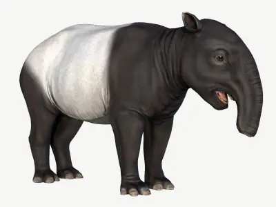 Malayan Tapir Low-poly 3D model