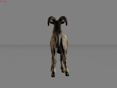 Fighter Goat Animal  Low-poly 3D model