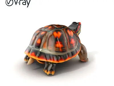 RedEared Slider Turtle Detailed Model Pack Low-poly 3D model