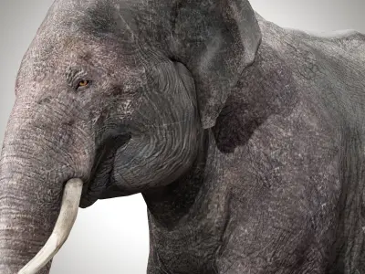 Asian Elephant Rig 3D model