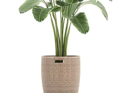 Banana palm in a rattan basket 782 3D model